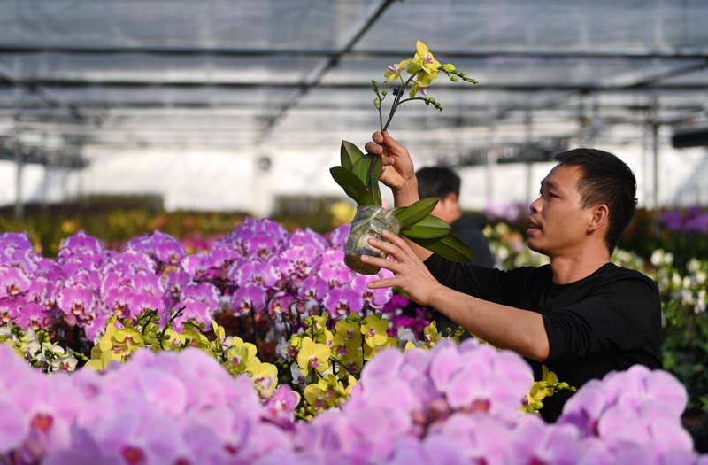 花卉爱好者们的秘籍: 蝴蝶兰种植全攻略
