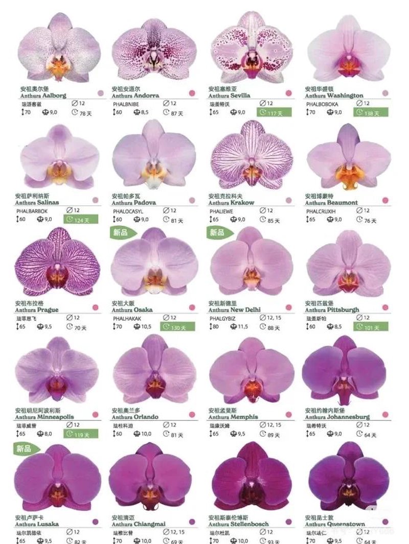 蝴蝶兰批发行业动态：花开繁荣春满园