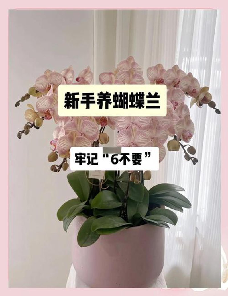蝴蝶兰养护