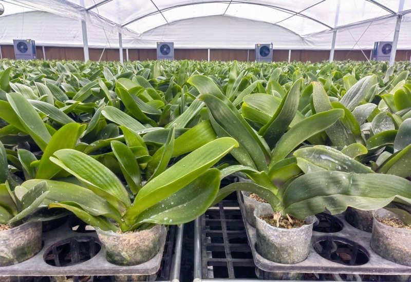 蝴蝶兰种植技巧与养护秘籍