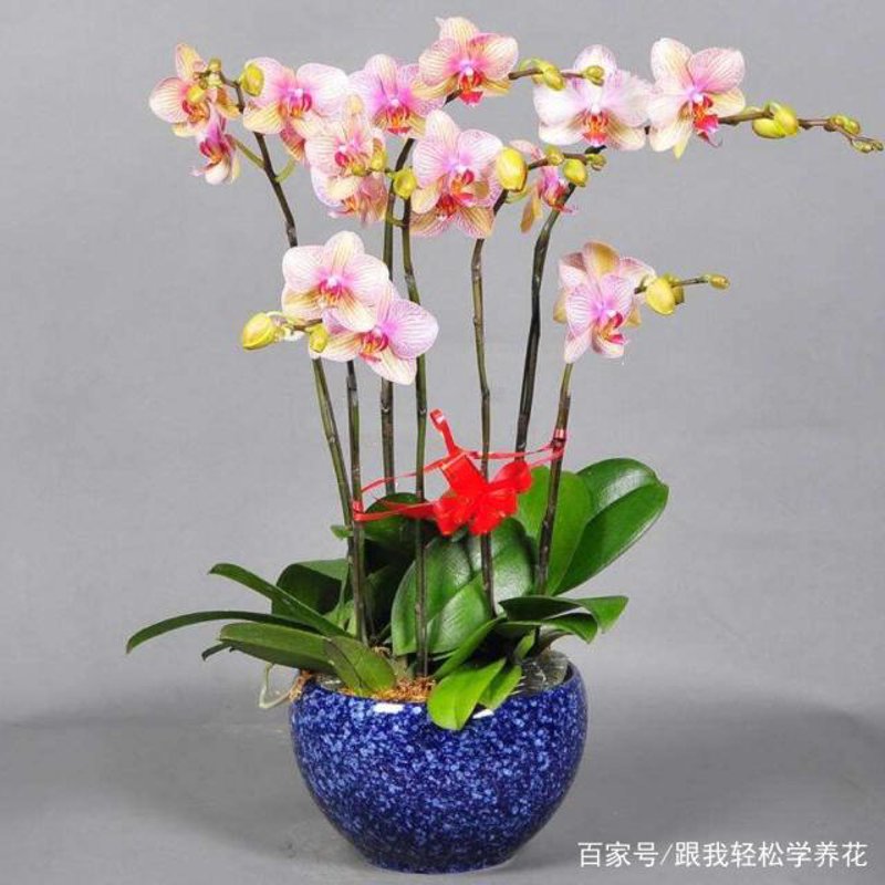 蝴蝶兰批发：打开春天的色彩之门