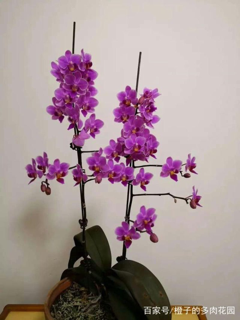 蝴蝶兰花期